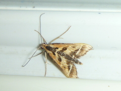 Diasemia grammalis