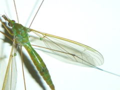 Leptotarsus holochlorus
