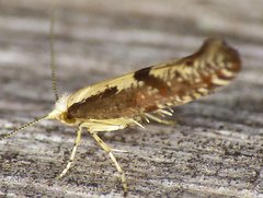 Argyresthia conjugella