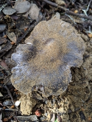Tricholoma griseoviolaceum