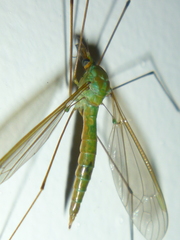 Leptotarsus holochlorus