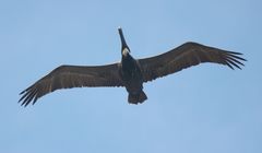 Pelecanus occidentalis