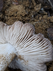 Tricholoma griseoviolaceum