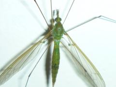 Leptotarsus holochlorus