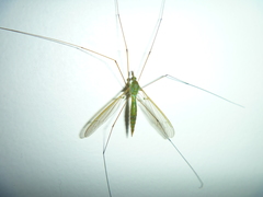 Leptotarsus holochlorus