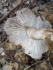 Tricholoma griseoviolaceum