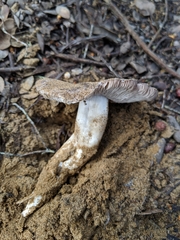 Tricholoma griseoviolaceum