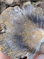 Tricholoma griseoviolaceum