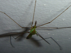 Leptotarsus holochlorus