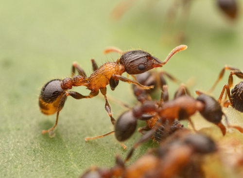 Tetramorium tricarinatumTetramorium tricarinatum