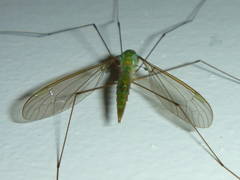 Leptotarsus holochlorus