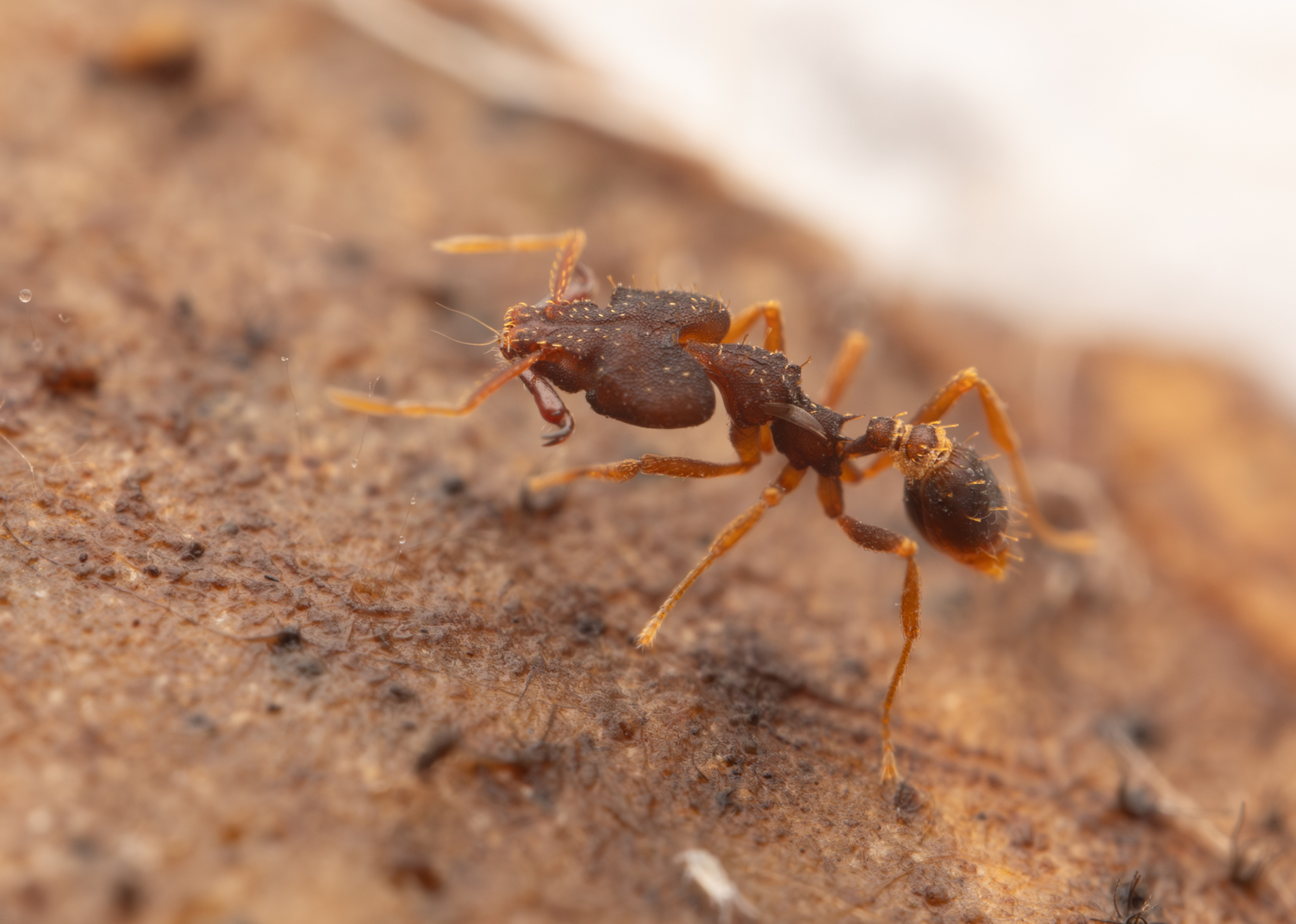 Strumigenys chyzeri