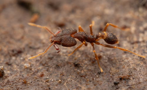 Strumigenys chyzeriStrumigenys chyzeri