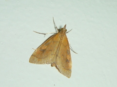 Mnesictena flavidalis
