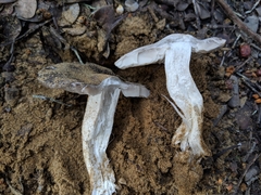 Tricholoma griseoviolaceum