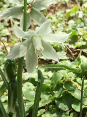 Ornithogalum nutans