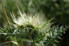 Cirsium obvallatum