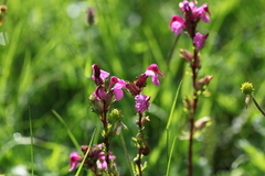 Pedicularis nordmanniana
