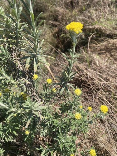 Helichrysum splendidum, photograph 4