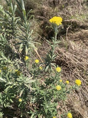 Helichrysum splendidum, photograph author not stated, no rights reserved