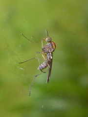 Sylvicola notatus
