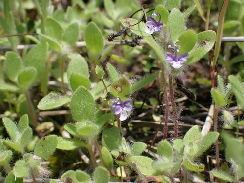 Image of Trichostema oblongum by (c) Aiva Noringseth, some rights reserved (CC BY)