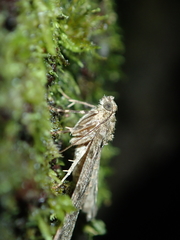 Pseudocoremia indistincta