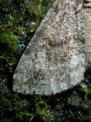 Pseudocoremia indistincta