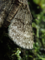 Pseudocoremia indistincta