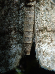 Pseudocoremia indistincta