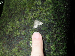 Pseudocoremia indistincta