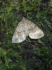 Pseudocoremia indistincta