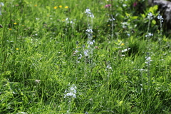 Veronica gentianoides