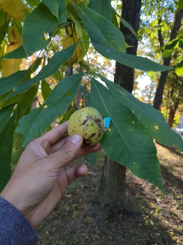 Carya laciniosa, photographed by an iNaturalist contributor