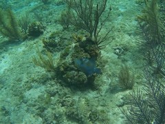 Balistes vetula