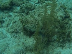 Epinephelus striatus