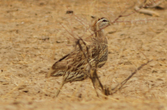 Pternistis bicalcaratus