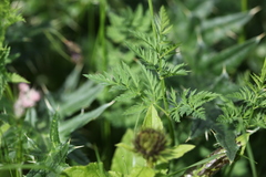 Chaerophyllum roseum