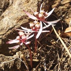 Euphorbia radians