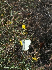 Pieris rapae