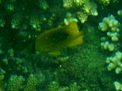 Chaetodon speculum
