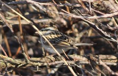 Spizella passerina passerina