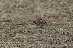 Spizella passerina passerina