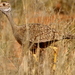 South African Black Korhaan - Photo (c) Carmelo López Abad, some rights reserved (CC BY-NC), uploaded by Carmelo López Abad