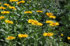 Pentanema orientale
