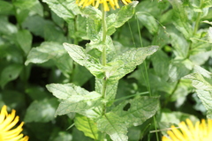 Pentanema orientale