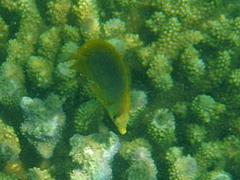 Chaetodon aureofasciatus
