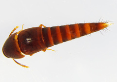 Sepedophilus testaceus