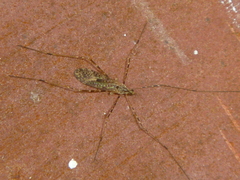 Amphineurus hudsoni