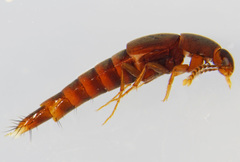 Sepedophilus testaceus
